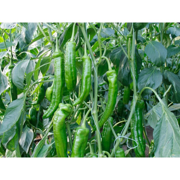 凯瑞(37-91)Kairui product photo view-2 L