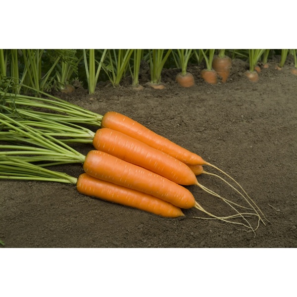 مونانتا آر - زد product photo view-2 L