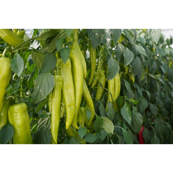 辣宝1570(37-BU1570)Labao 1570 product photo view-2 L