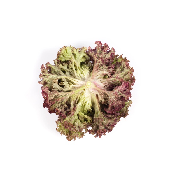 CORENTINE RZ (86-79) product photo view-3 L