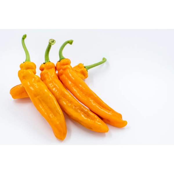 PALERMO OXALIS RZ F1 product photo view-2 L