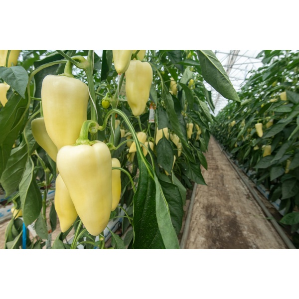 COMBINO RZ F1 product photo view-4 L