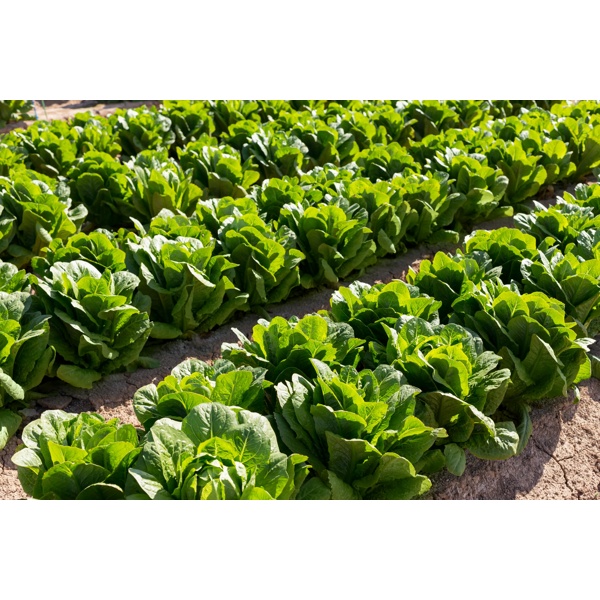 COVERUS RZ (41-CO7367) Knox™ product photo view-2 L