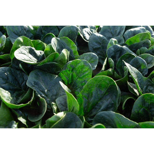 SILVERSIDE RZ F1 (51-OR206) product photo view-4 L