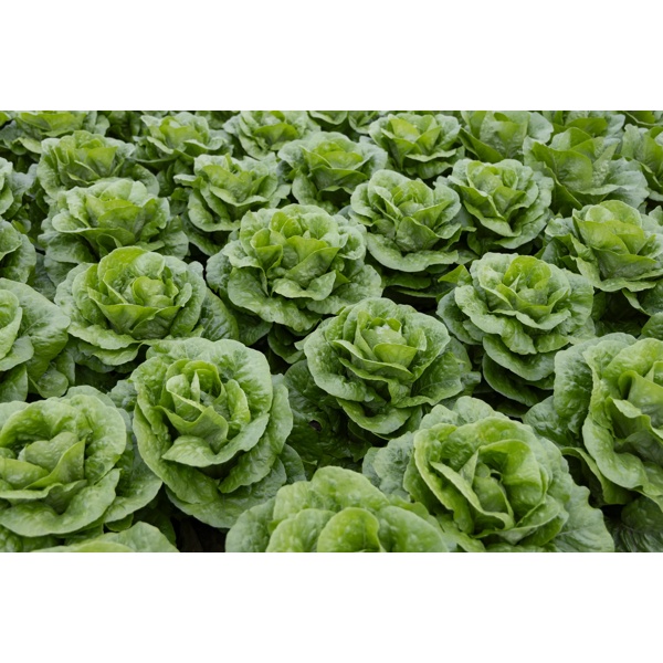 ZARATE RZ (41-CO1734) Knox™ product photo view-3 L