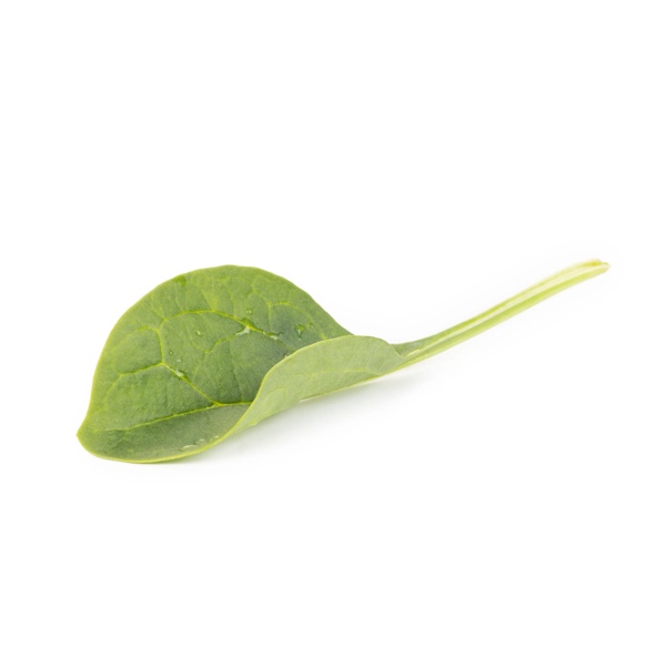KINKAJOU F1 (51-SL371) Produktbild view-2 L