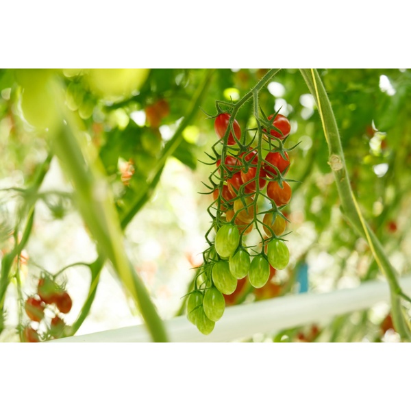 BELLAMARIA RZ F1 product photo view-3 L
