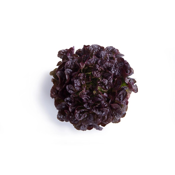 TOTALAI RZ product photo front L