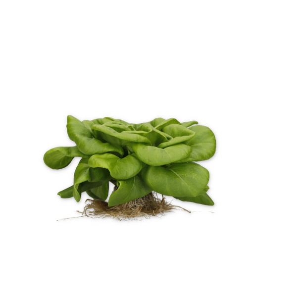 PLENTORIA RZ product photo view-2 L