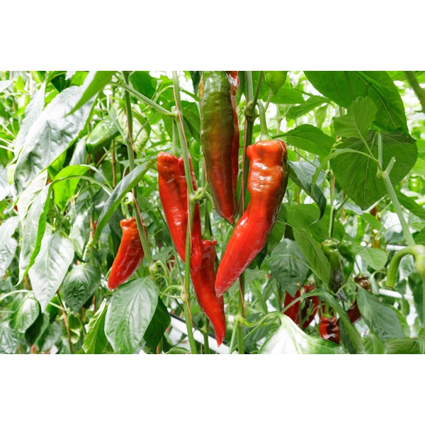 PALERMO RAMSDALE RZ F1 product photo view-4 L