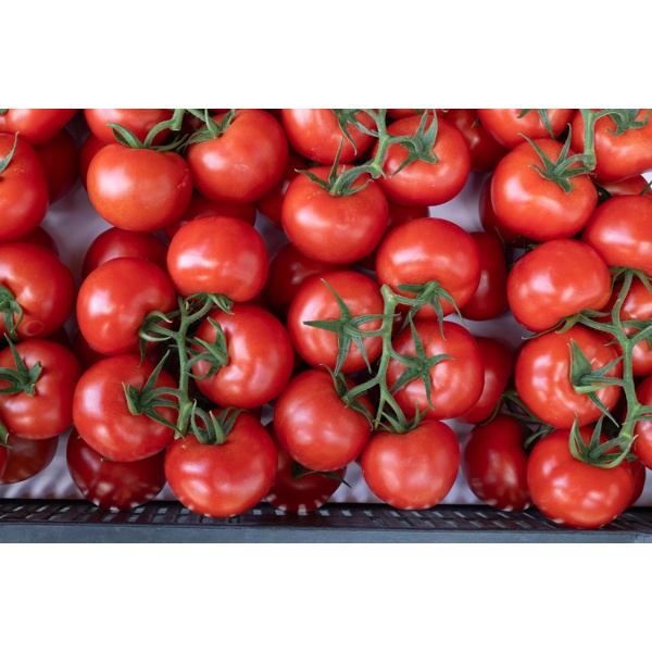 Sofianzo RZ F1 Tomato Seeds | High ToBRFV Resistance Truss Tomato