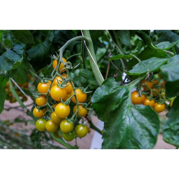 KEMERY RZ F1 (74-CH2161) product photo view-2 L