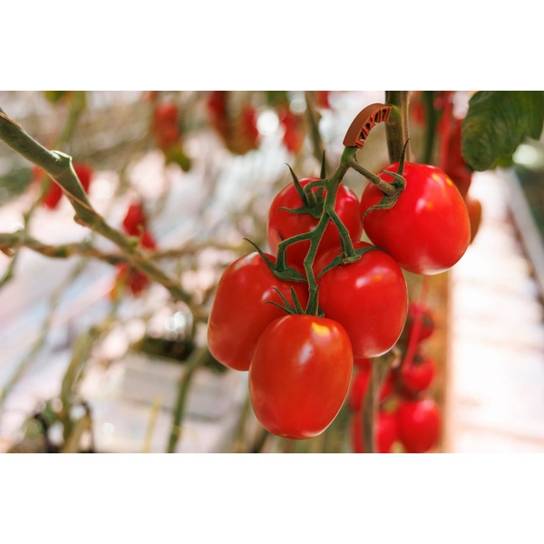 NIMBOLA RZ F1 (72-PL0502) - Tomato | Rijk Zwaan