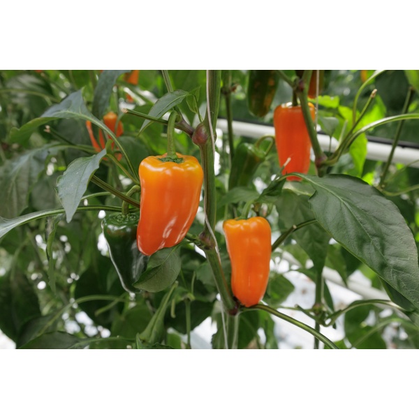 ORANGE OBLEA F1 (35-MO1485) Produktbild view-3 L