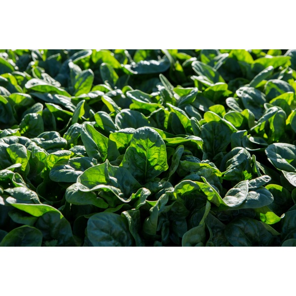 PIZOTE F1 (51-SE733) Produktbild view-2 L