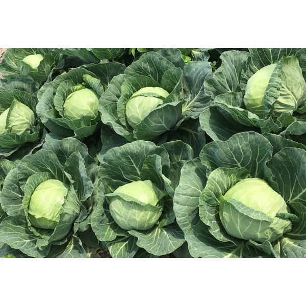 ZARISSIMA F1 (30-706) Produktbild view-3 L