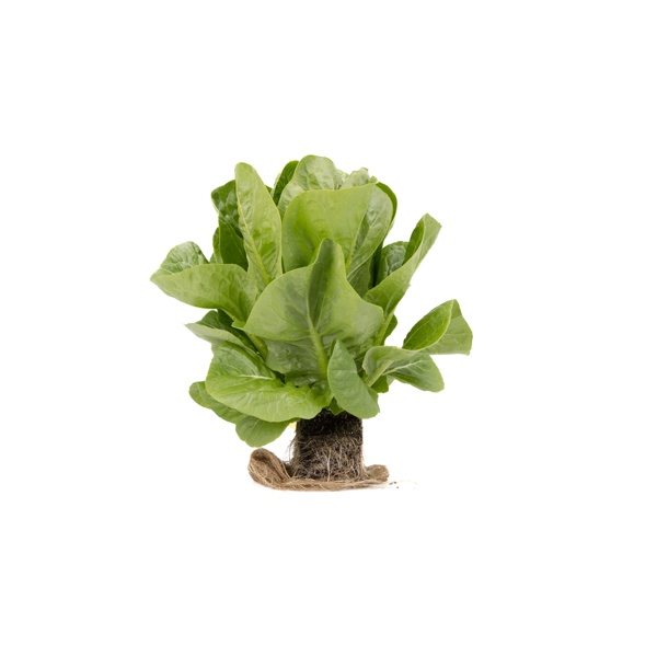 RABELLO RZ product photo front L
