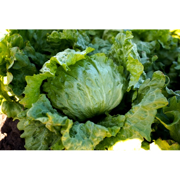 NEVANAS RZ (45-IC4317) product photo view-4 L
