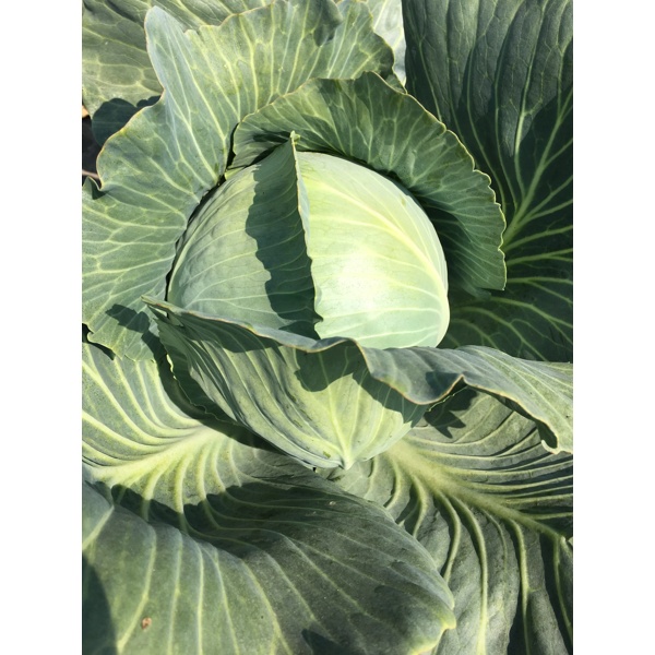 FOXMA F1 (30-737) Produktbild front L