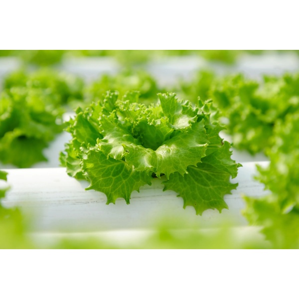 KRISTINE RZ (83-37) product photo view-2 L