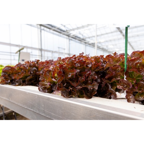 SUPRADAI RZ (82-OA3465) Knox™ product photo view-3 L