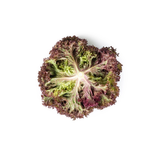 SAMANTINE RZ product photo view-3 L