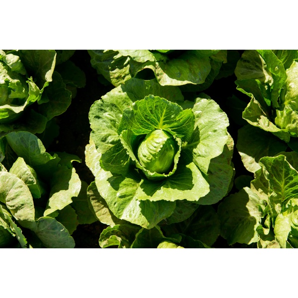 SUMMERITA RZ (41-CR2433) product photo view-3 L