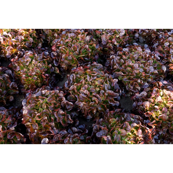 SUYAI RZ (83-559) product photo view-4 L