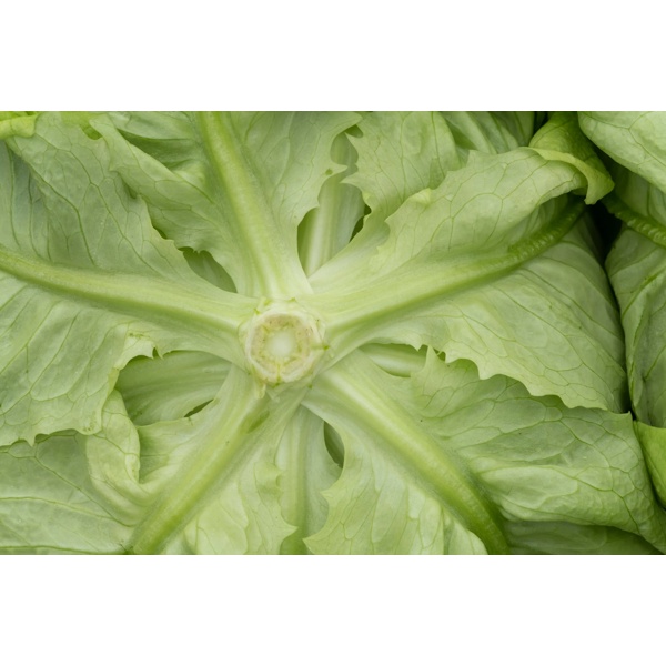 EVADNE - EDWIGE RZ product photo view-2 L