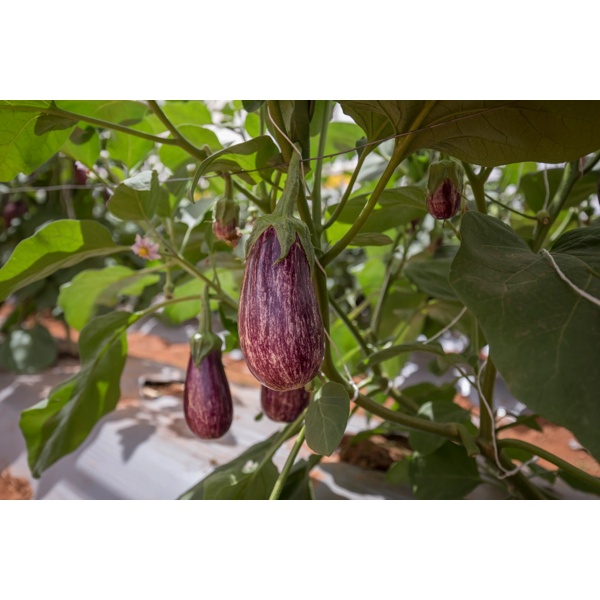 10-902 RZ product photo view-2 L
