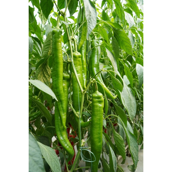 天寻1663(37-BU1663)Tanshu 1663 product photo view-2 L
