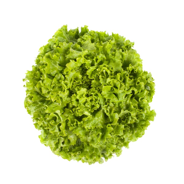 OTHILIE RZ (80-11) product photo front L