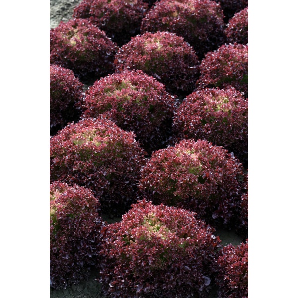 CAVERNET RZ (85-62) product photo view-5 L