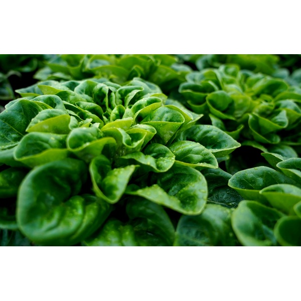 GIBBARD RZ (79-ML1112) product photo view-4 L