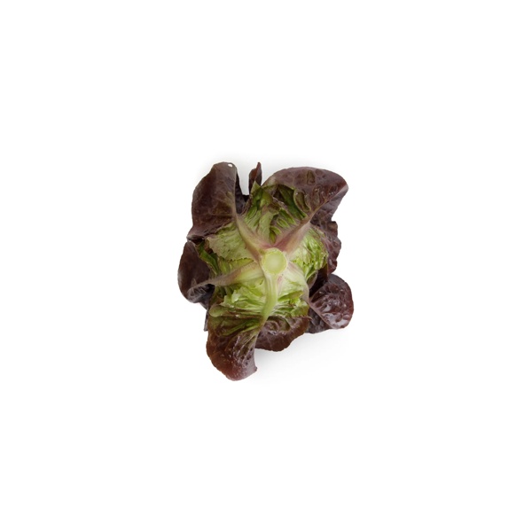 CARDAINE RZ  product photo view-3 L