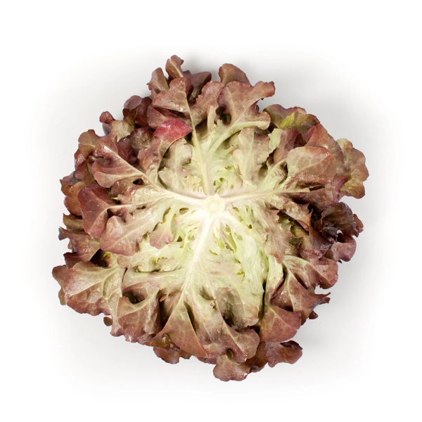 CORNOUAÏ RZ (83-98) product photo view-3 L
