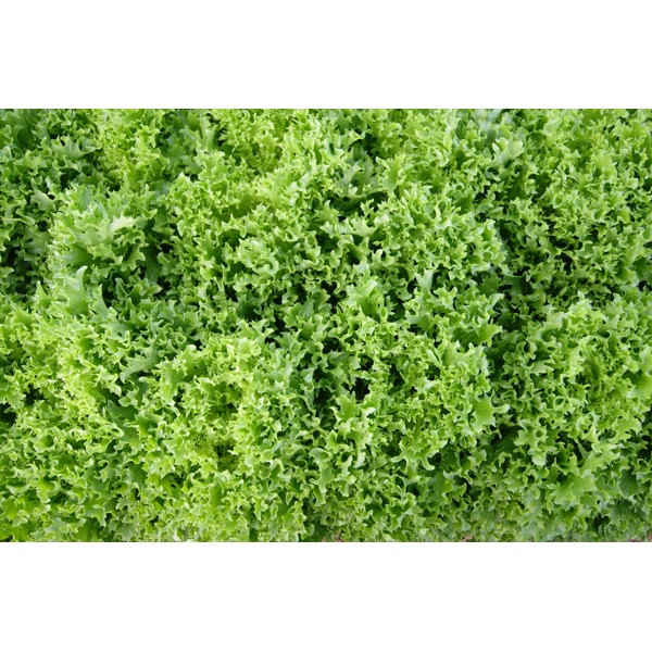 Експедішн RZ Salanova® product photo view-5 L