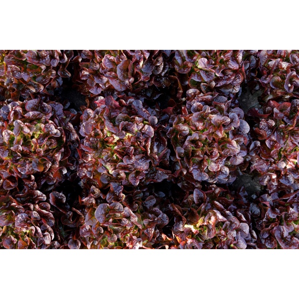 MACAÏ RZ (83-72) product photo view-3 L