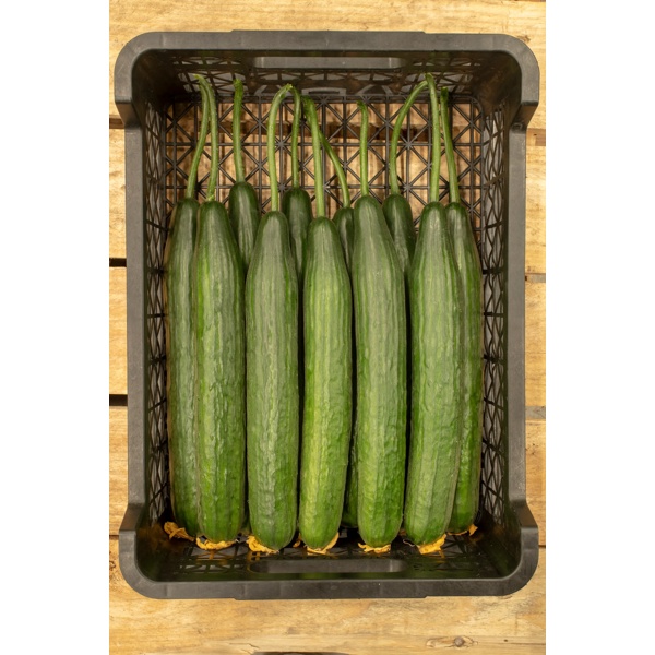 FORAMI RZ F1 product photo view-2 L