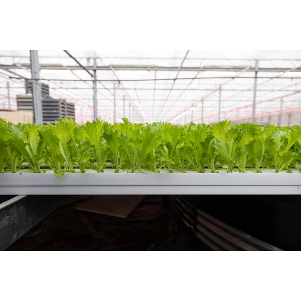 CRYSTIQUE RZ (44-CL1573) Knox™ product photo view-5 L
