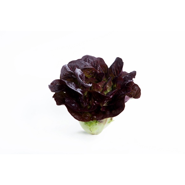 COCONINO RZ  product photo view-3 L