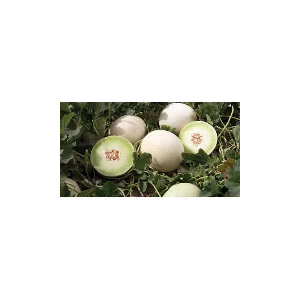 CHIRIACO RZ F1 (34-WL0919) product photo view-3 L