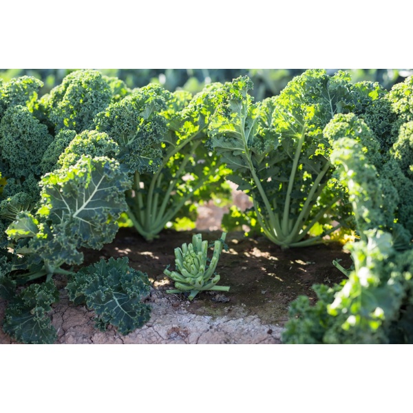 KARILLO F1 (31-KA001) product photo view-3 L