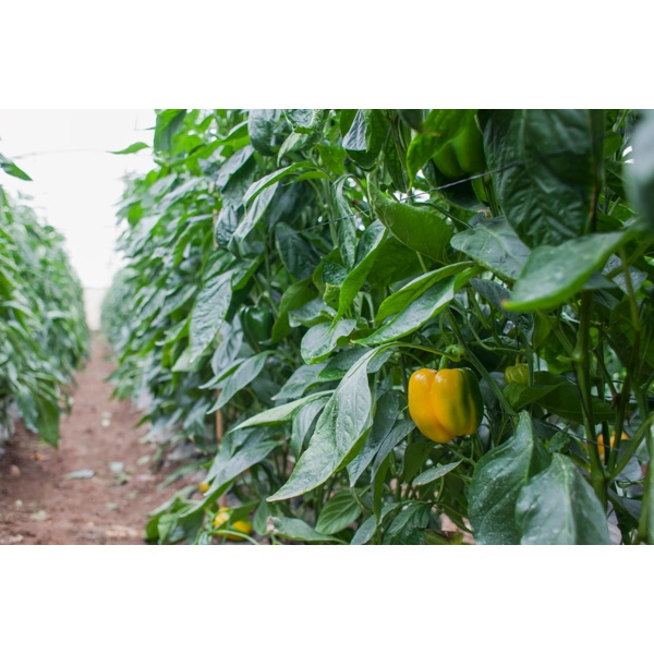 ليريكا آر - زد product photo view-3 L