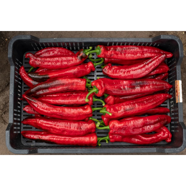 PALERMO ROLER RZ product photo view-4 L