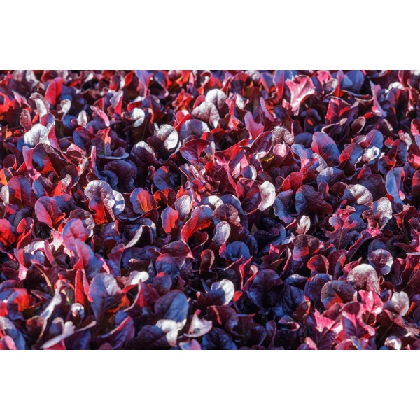 BLOOMQUIST RZ product photo view-3 L