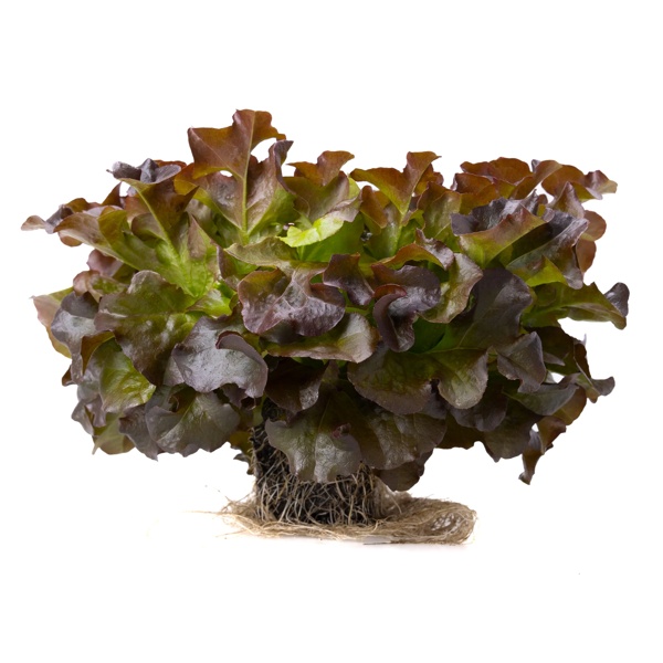 XODOS RZ product photo view-2 L