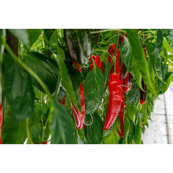 PALERMO RAPHINHA RZ F1 product photo view-3 L