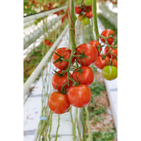 CURZIO RZ F1 product photo view-5 L