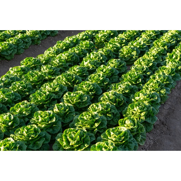 RAWONDER (41-CO7661) Produktbild view-4 L